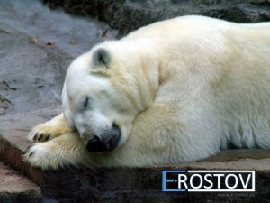 Самка белого медведя приехала в ростовский зоопарк из Чехии