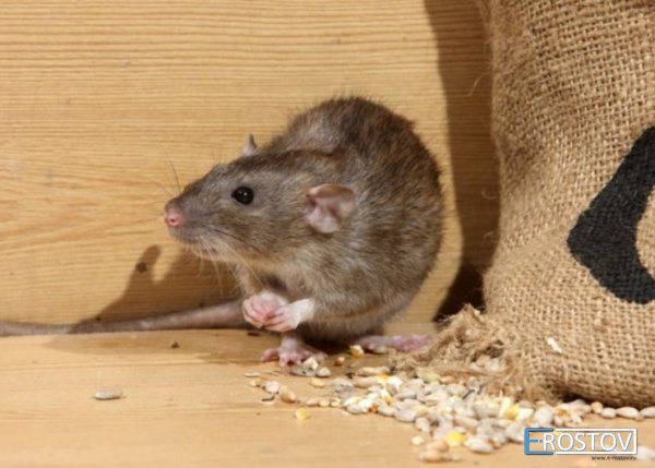 Чем опасны крысы и мыши и как с ними бороться